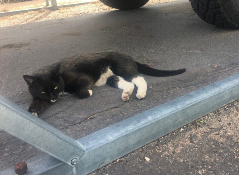 A Cat Named Covid Pattern Energy