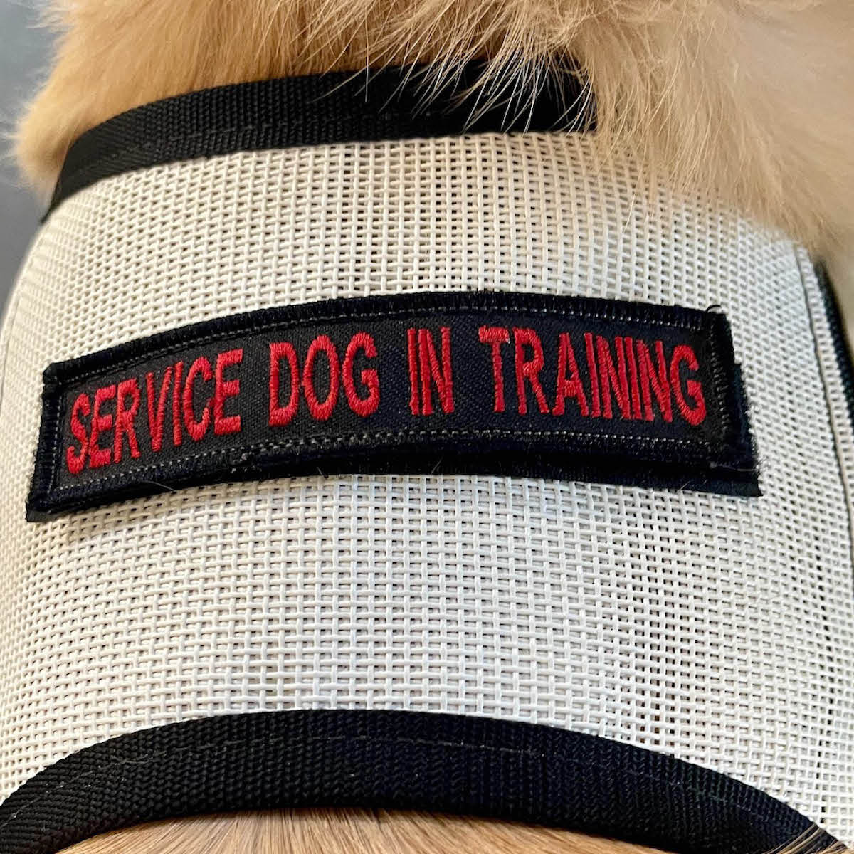 Four Paws and A Wake Up: Las Cruces Non-profit Serving Veterans ...