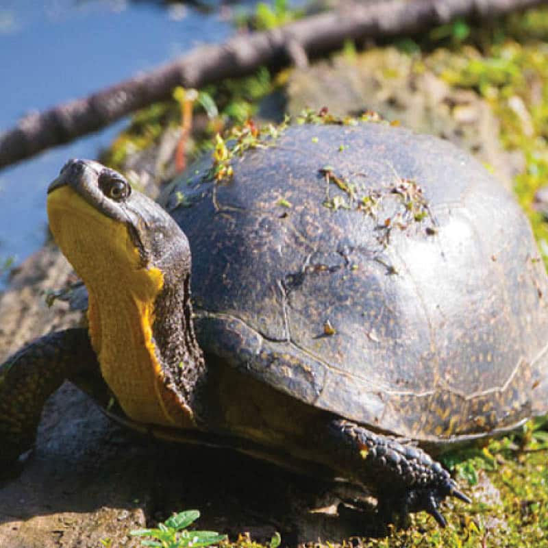 Protecting Wildlife at Wind Energy Facilities - Pattern Energy