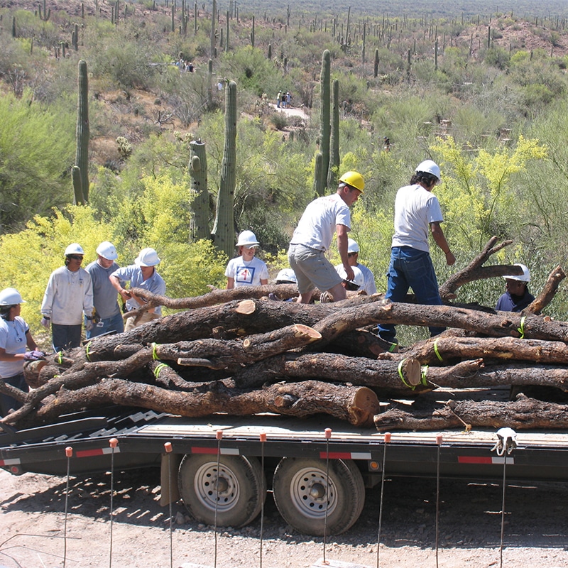 Mogging Tree Giving a Second Life to Mesquite Trees - Pattern Energy